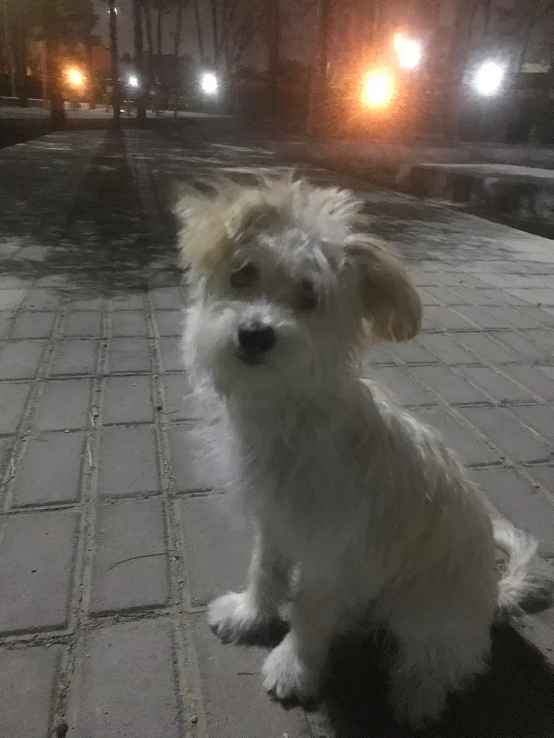 واگذاری رایگان پودل مالتیز|سگ|تهران, تهرانسر مرکزی|دیوار