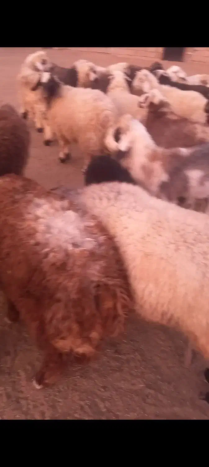 فروش ۲۰راس بره نر|حیوانات مزرعه|ارسنجان, |دیوار