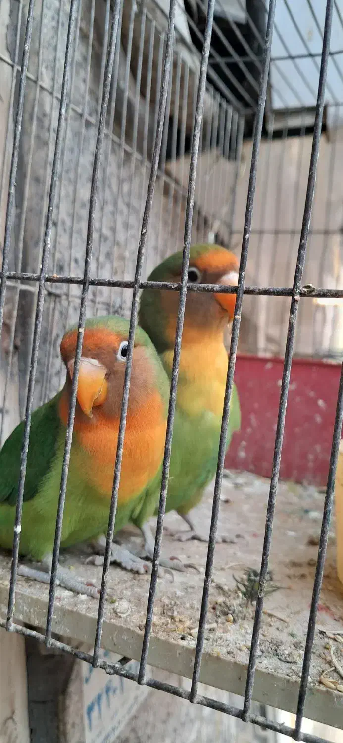 طوطی برزیلی زیبا|پرنده|کرج, اصفهانی‌ها|دیوار