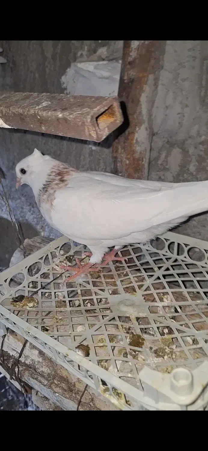 کبوتر رنگی پرشی|پرنده|عسلویه, |دیوار