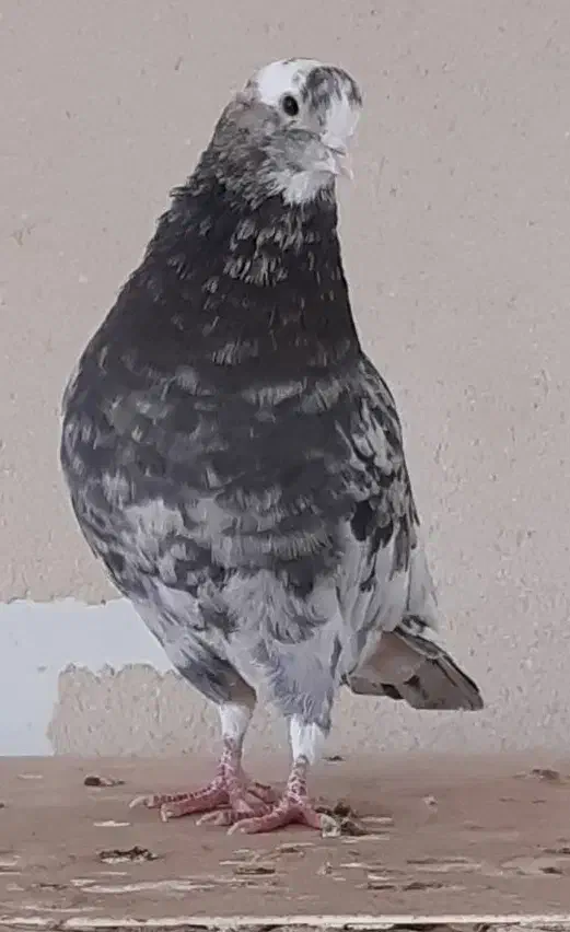 بوم هما و سرور|حیوانات|اصفهان, رهنان|دیوار