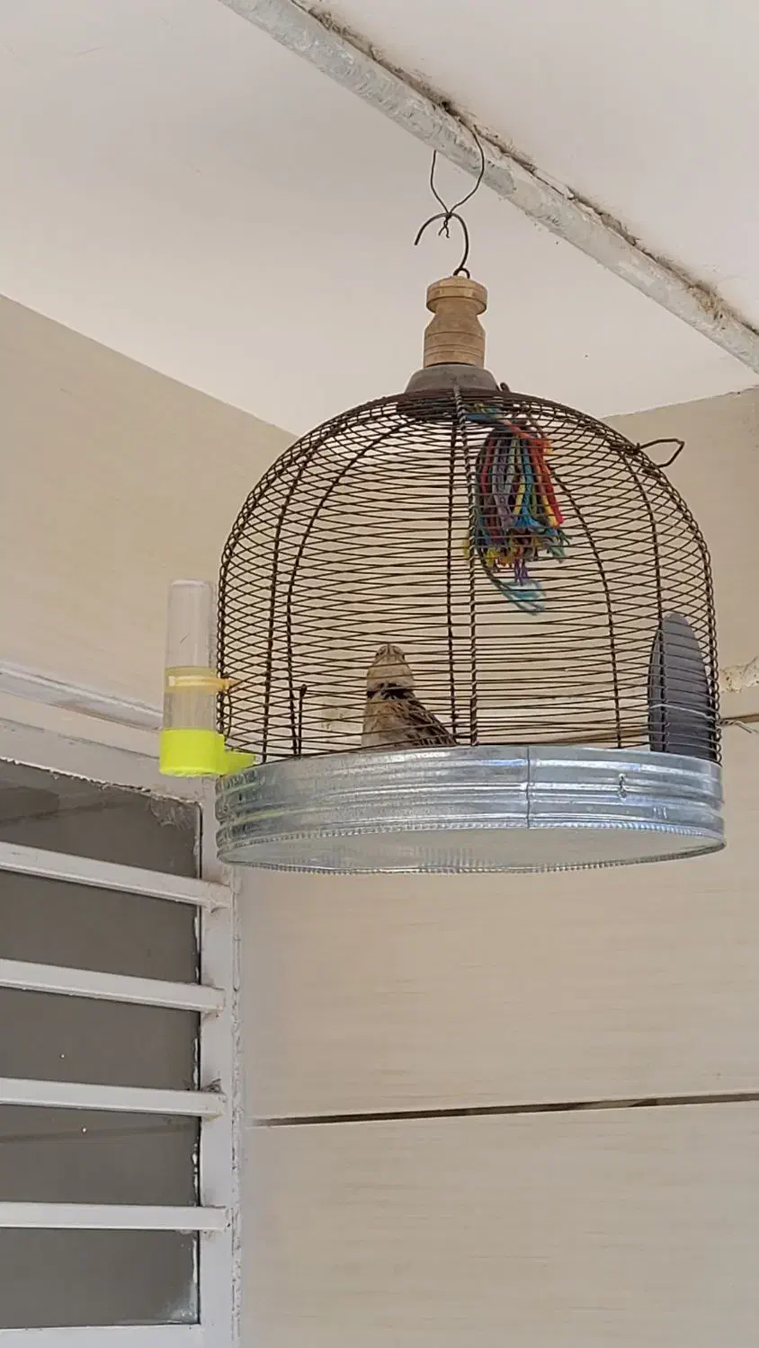 سهره|پرنده|آباده, |دیوار