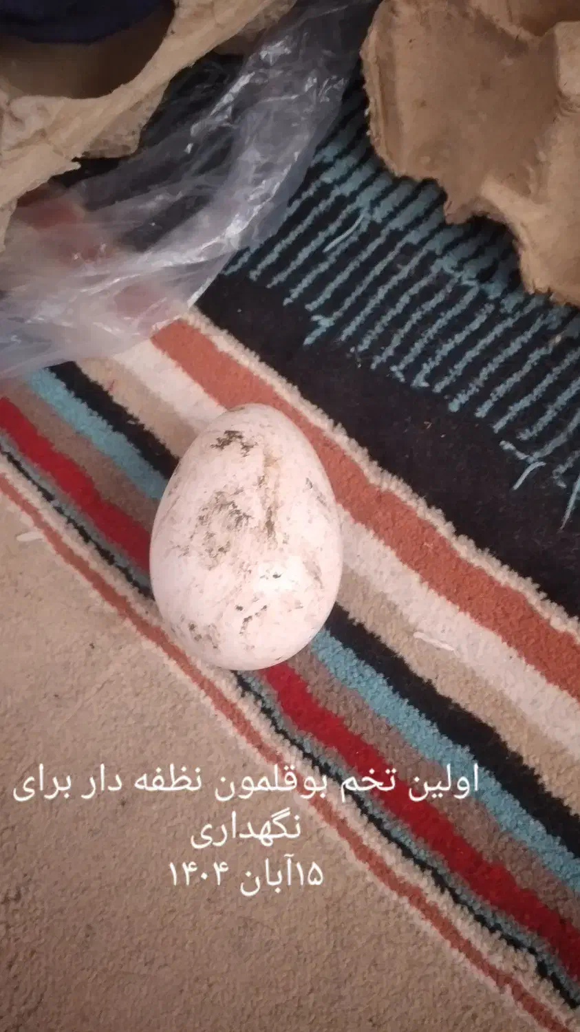 تخم بوقلمون نطفه دار تازه خروس جوان بوقلمون جفتی|حیوانات مزرعه|کاشان, مشکات|دیوار