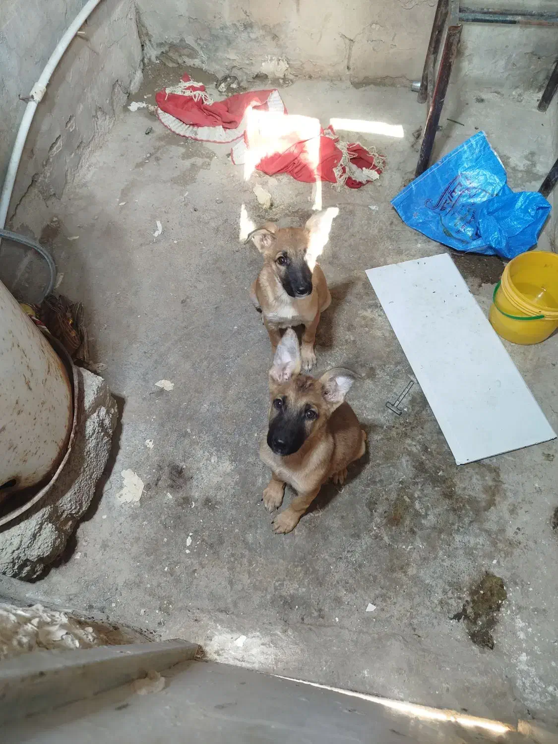 1 جفت توله ژرمن شپرد 3ماهه|سگ|هندیجان, |دیوار