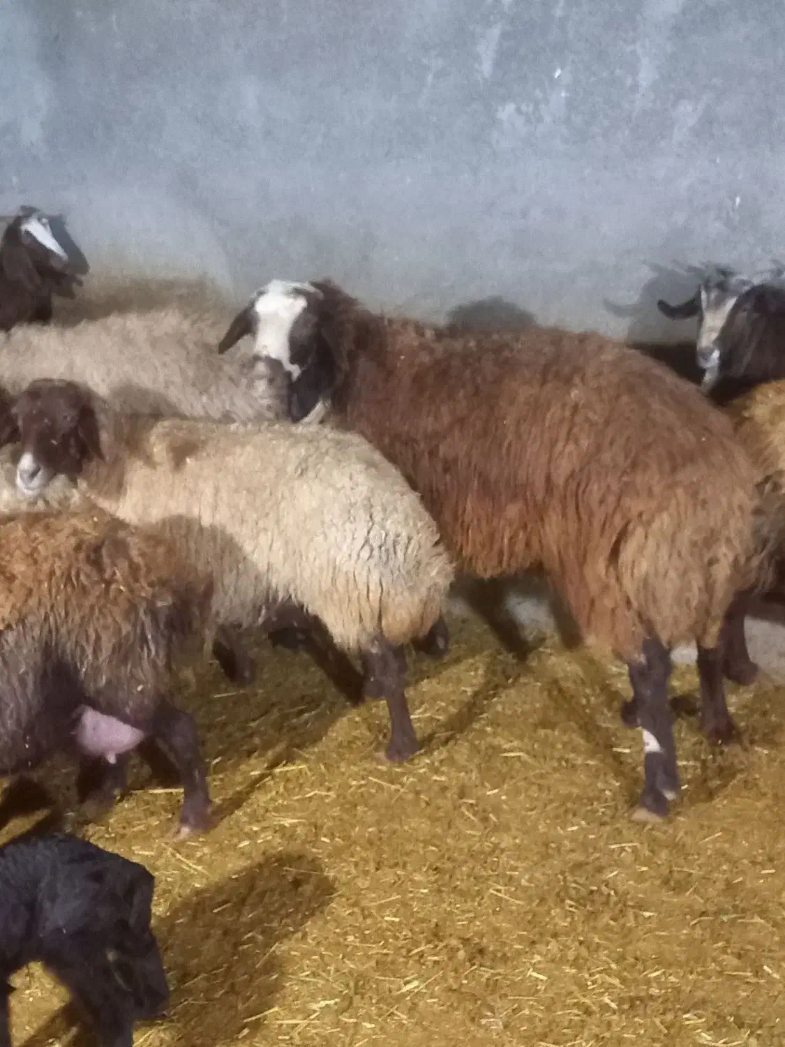 قوچ|حیوانات مزرعه|کوهدشت, |دیوار