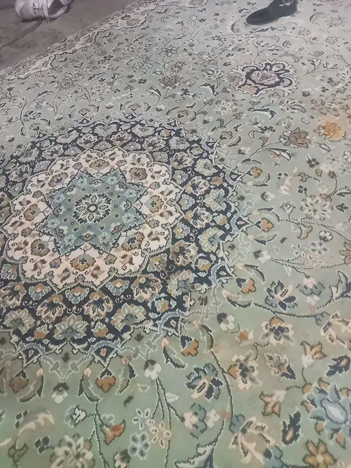 سگ خارجی|سگ|ایذه, |دیوار