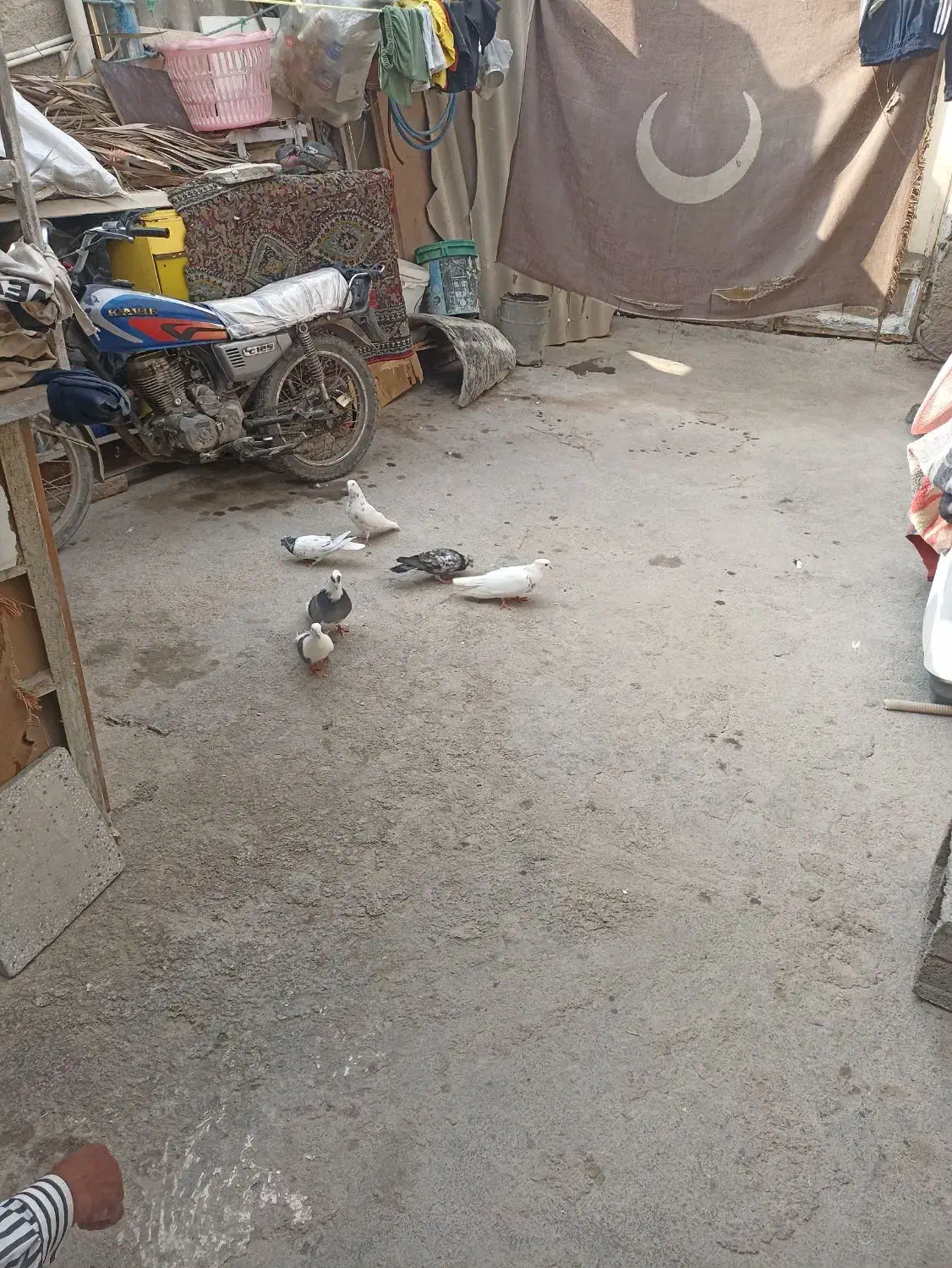 سربندر|پرنده|بندر امام خمینی, |دیوار