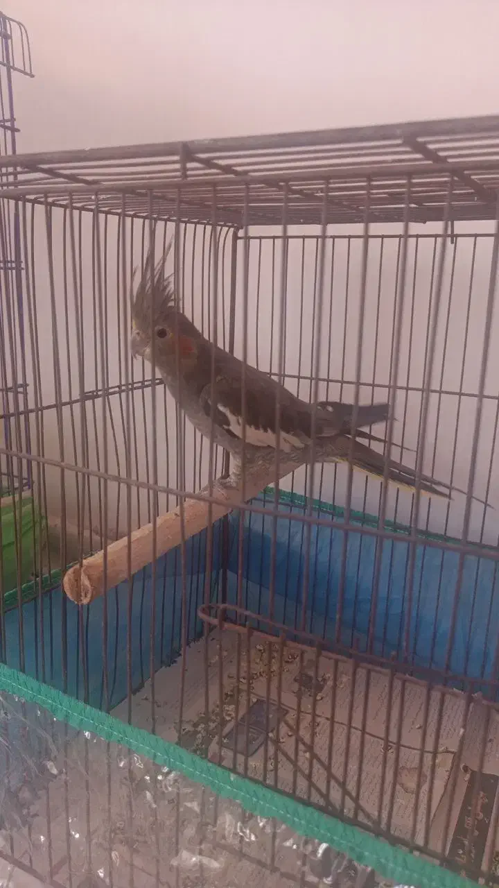 فروش عروس هلندی ماده|پرنده|رامسر, |دیوار