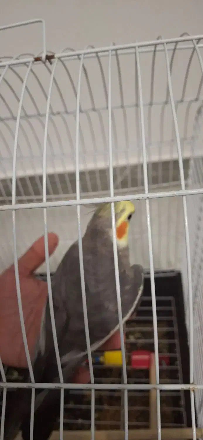 عروس هلندی|پرنده|تهران, جی|دیوار