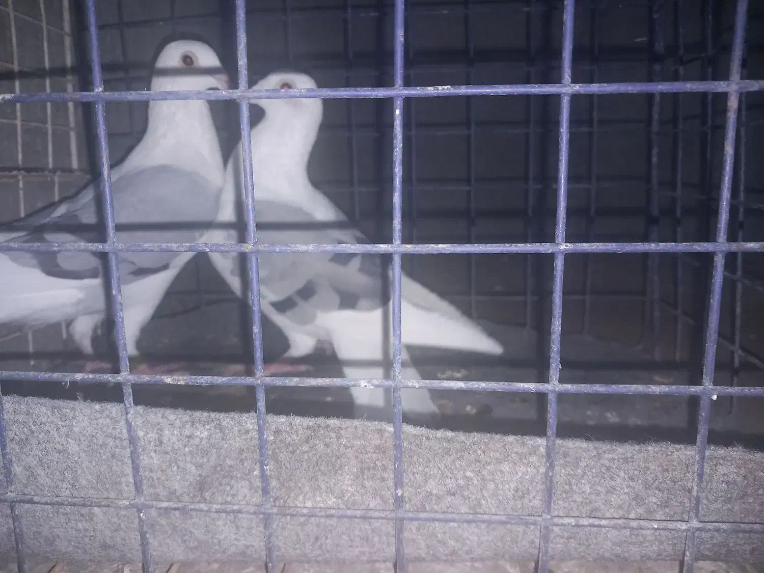 پلاکی‌ دوکت‌|پرنده|اصفهان, برازنده|دیوار