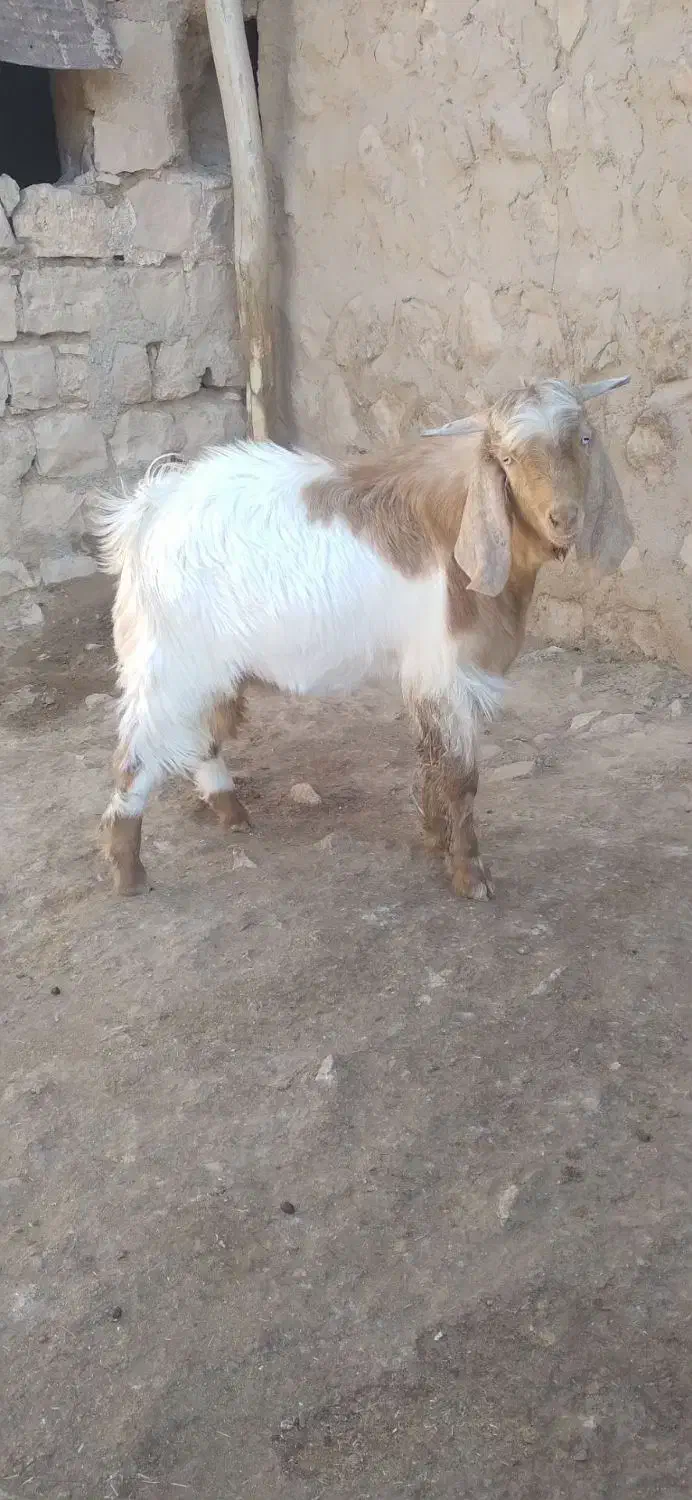 بز غاله (تویشک)|حیوانات مزرعه|کوهدشت, |دیوار