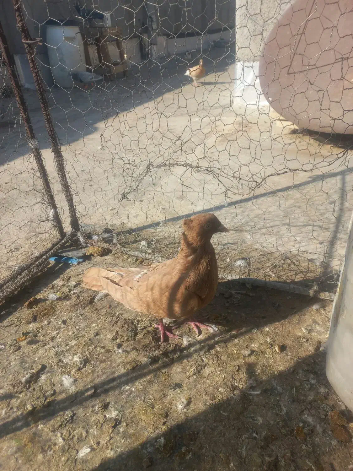 سرخ و زرد سوی قدیم|پرنده|تاکستان, |دیوار