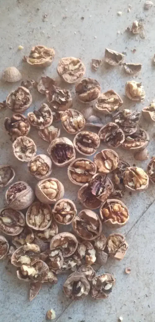 یکتننیممویزانگورشانی سردشتسهتننیمگردو|عمدهفروشی|وزینه, |دیوار