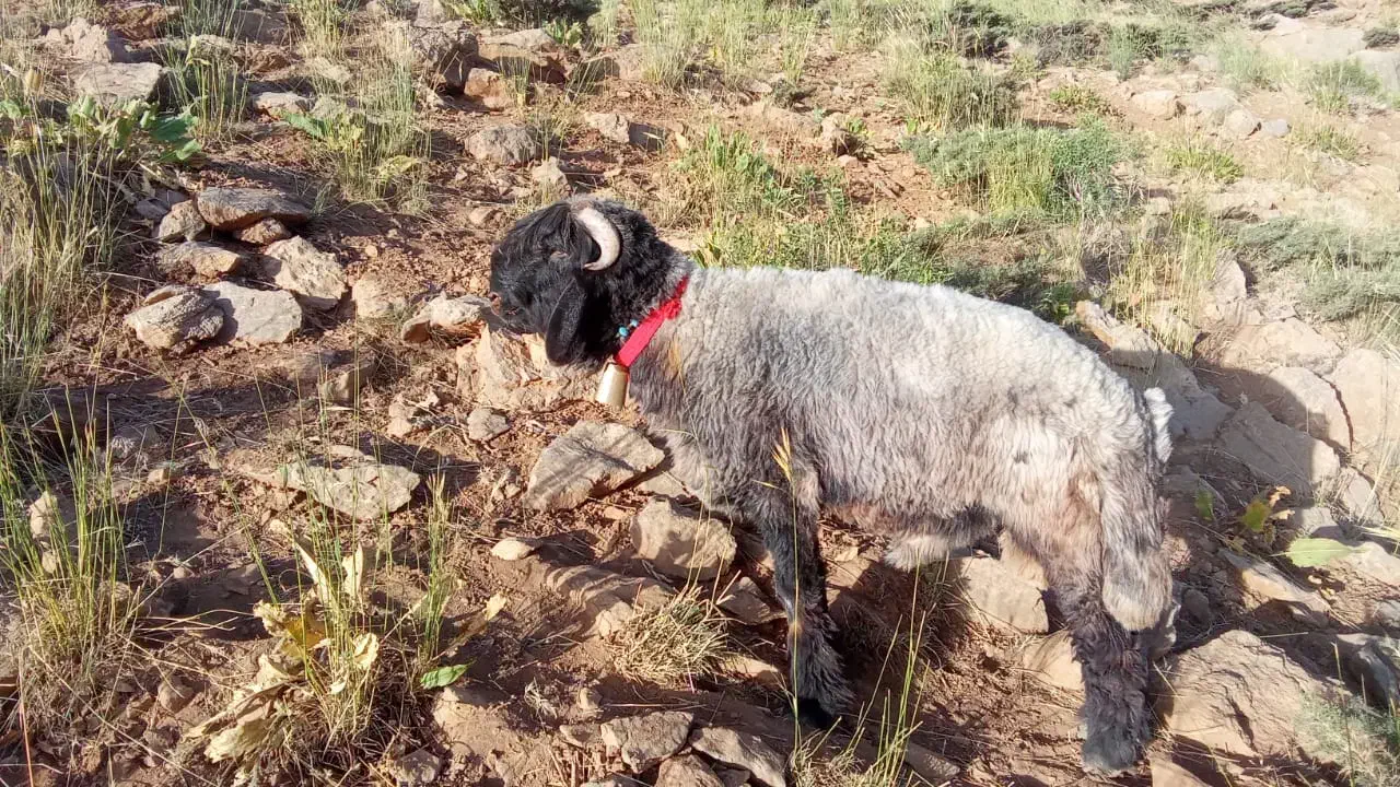 نرمیش|حیوانات مزرعه|لالی, |دیوار