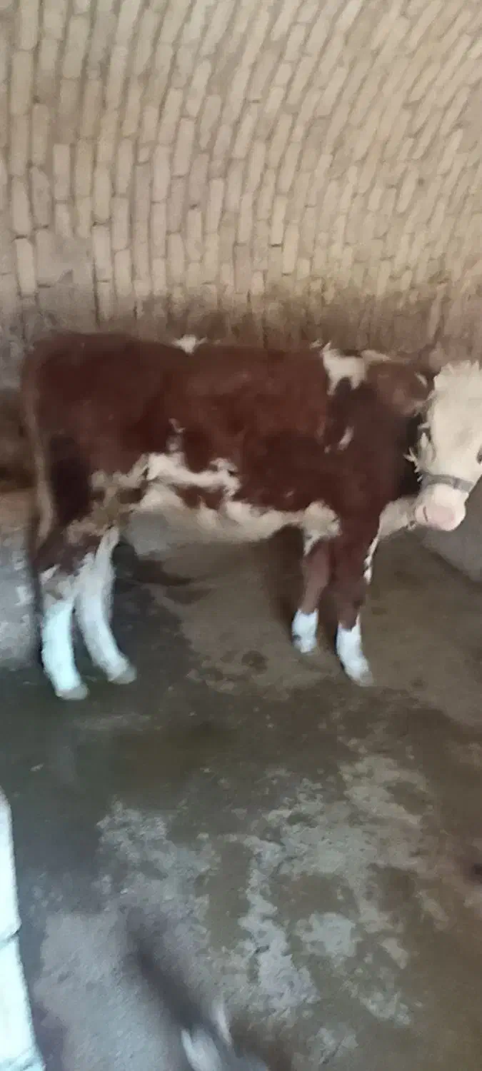 گوساله|حیوانات مزرعه|هرسین, |دیوار