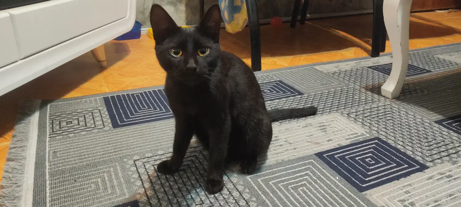 واگذاری گربه کاملا اهلی و خونگی حدود 4 ماهه|گربه|بندر انزلی, صابرحنان|دیوار