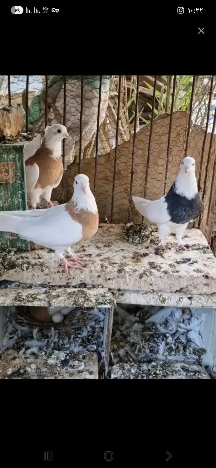 7 جفت طوقی زرین ، لیمویی و سیاه|پرنده|بافق, |دیوار