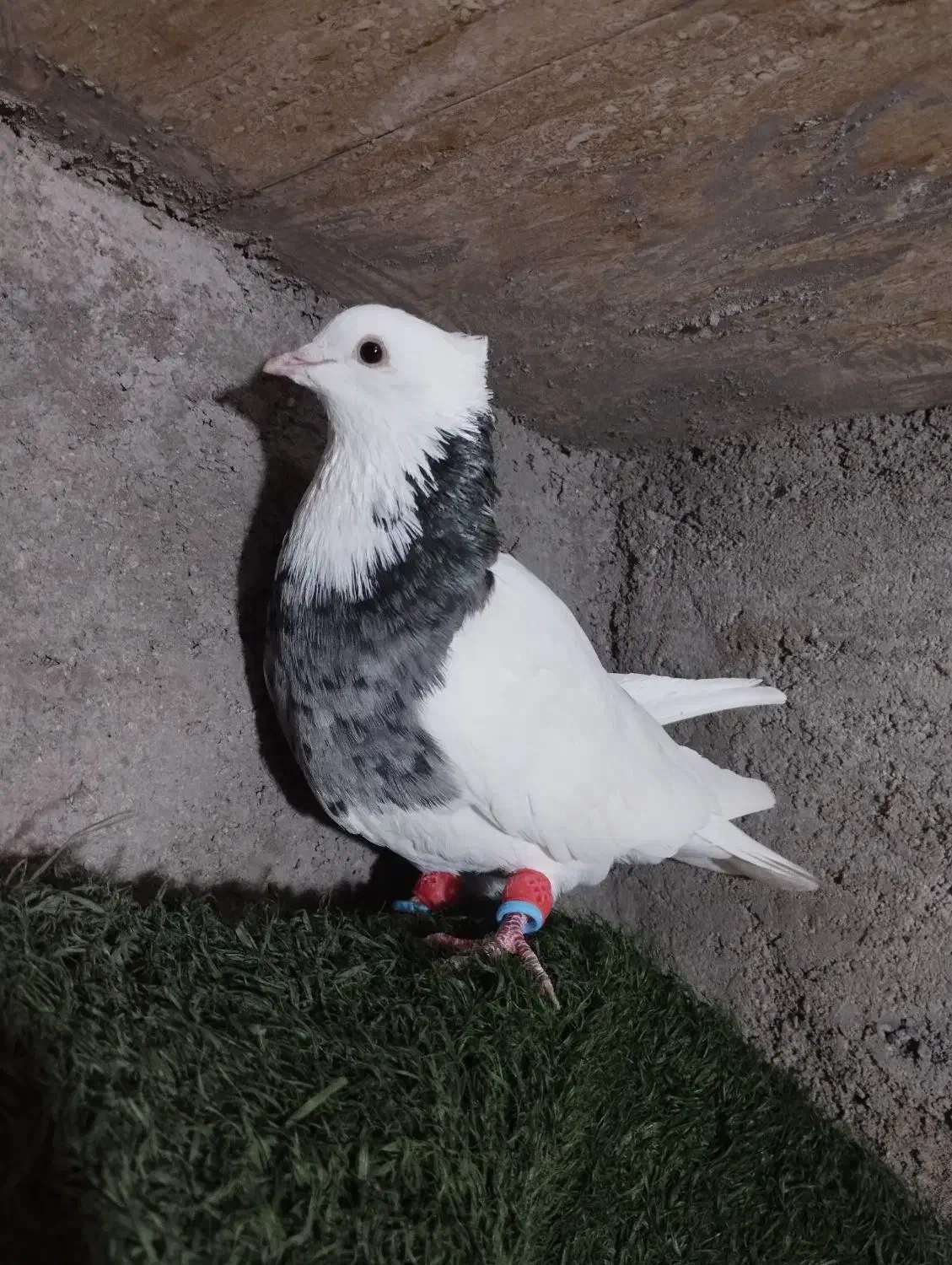 کبوتر طوقی|پرنده|دزفول, |دیوار