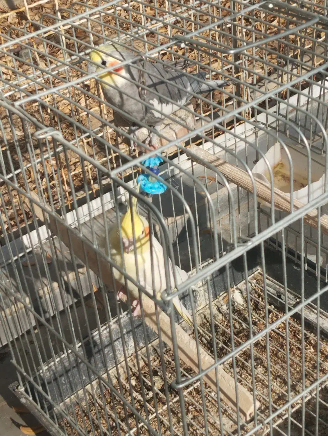 عروس هلندی معاوضه با بوقلمون،|پرنده|هشتگرد, شهرک اقدسیه|دیوار