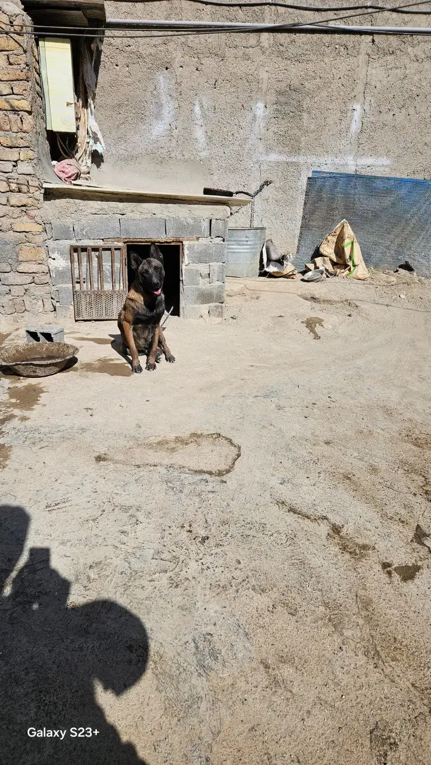 مالینویز نر اماده جفت گیری|سگ|پردیس, سیاه سنگ|دیوار