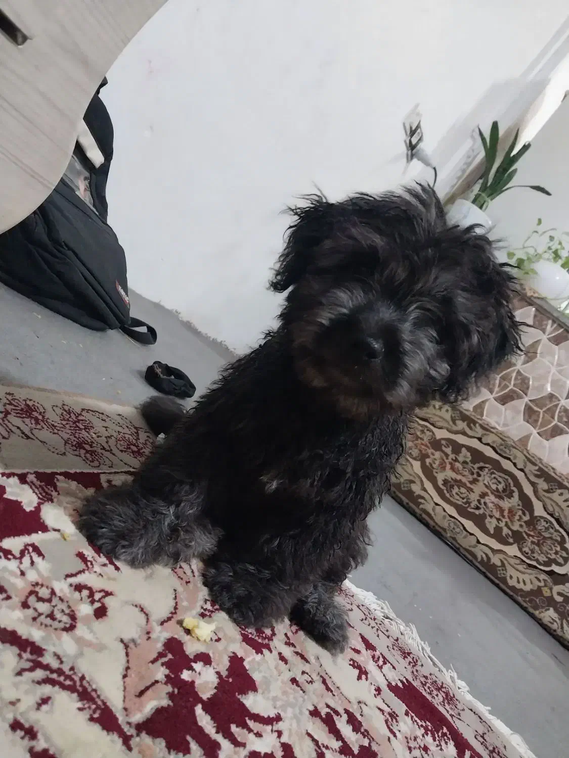 پاپی خوشگل بازی گوش حرف گوش کن ها|سگ|چناران, |دیوار