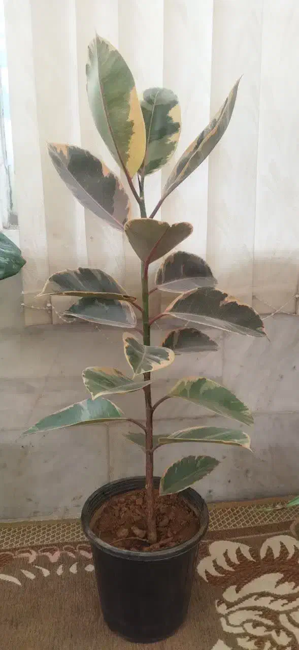 گل آپارتمانی|گل و گیاه طبیعی|یزد, |دیوار