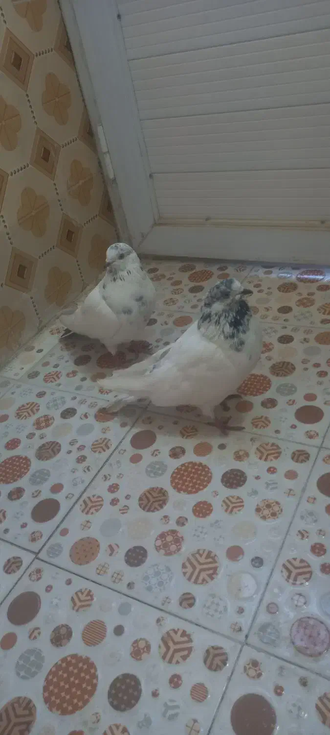 کفتر خوب قیمت خوب|پرنده|کوهدشت, |دیوار