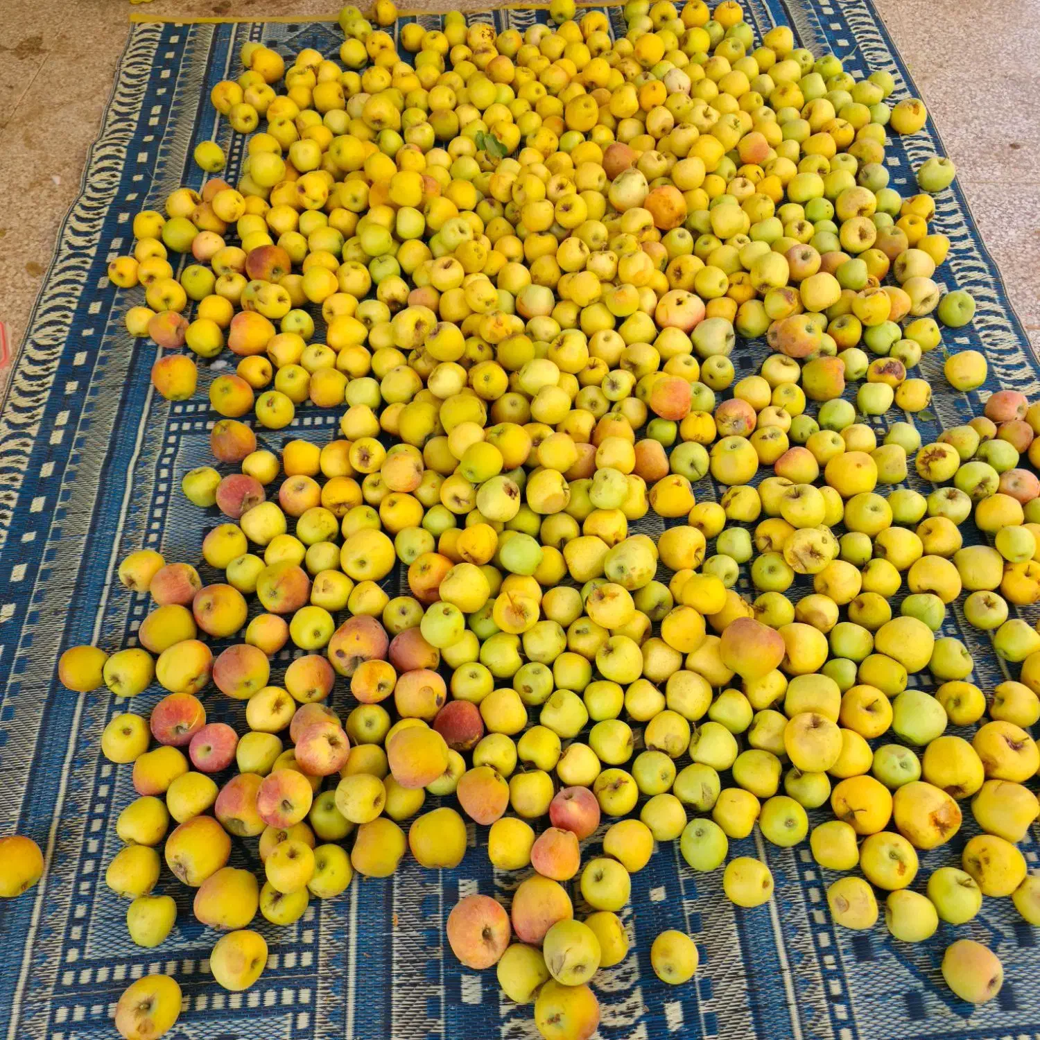 سیب ارگانیک منطقه سپیدان|خوردنی و آشامیدنی|شیراز, احمدی جنوبی|دیوار