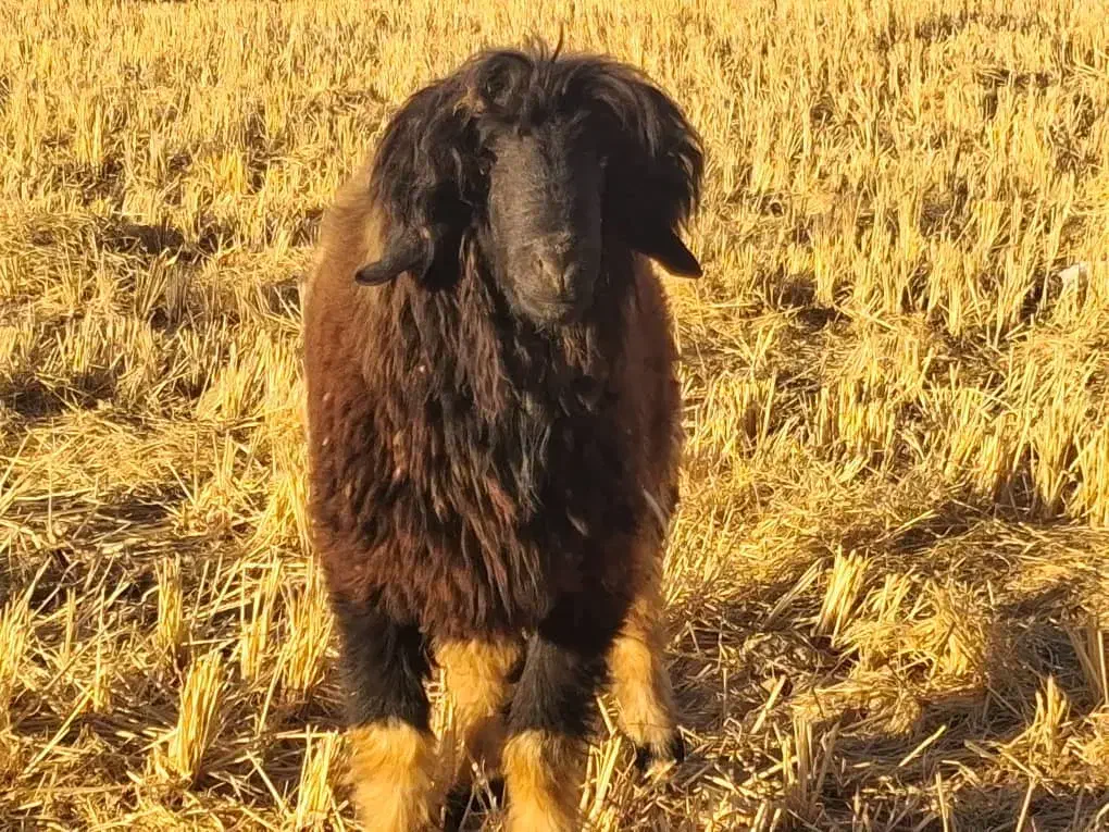 گوسفند قوچ بره کوهه|حیوانات مزرعه|کامفیروز, |دیوار