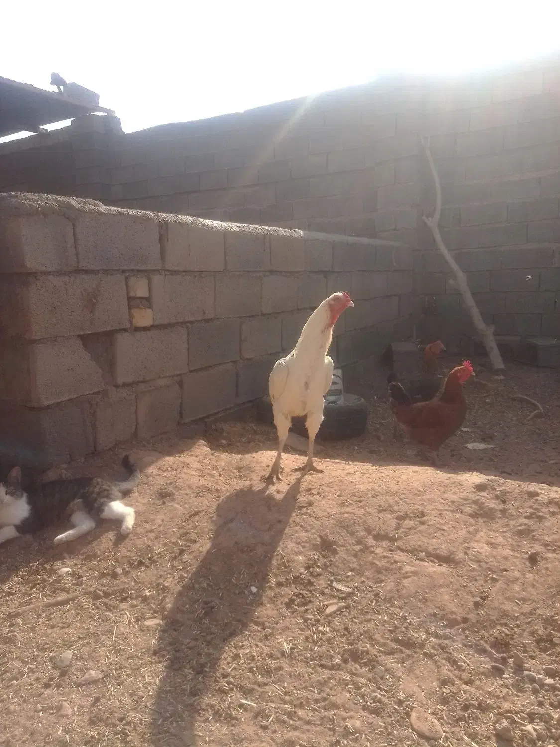 خروس لاری|حیوانات مزرعه|خواف, |دیوار