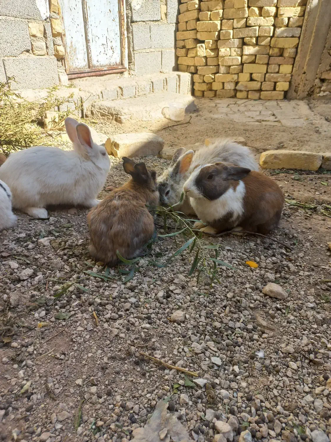 حراج خرگوش|موش و خرگوش|فیروزآباد (فارس), |دیوار