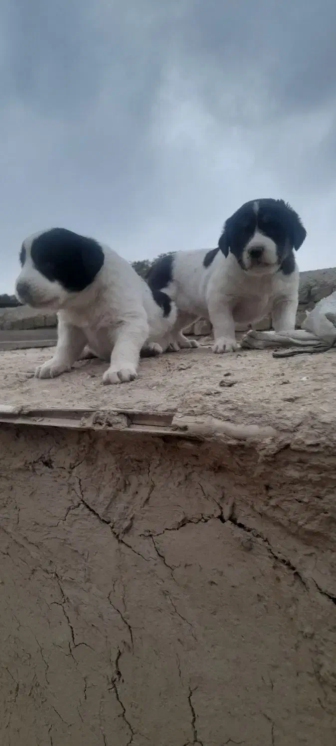 واگزاری توله آلبای اصل خت خون بالا با زمانت|سگ|گنبد کاووس, |دیوار