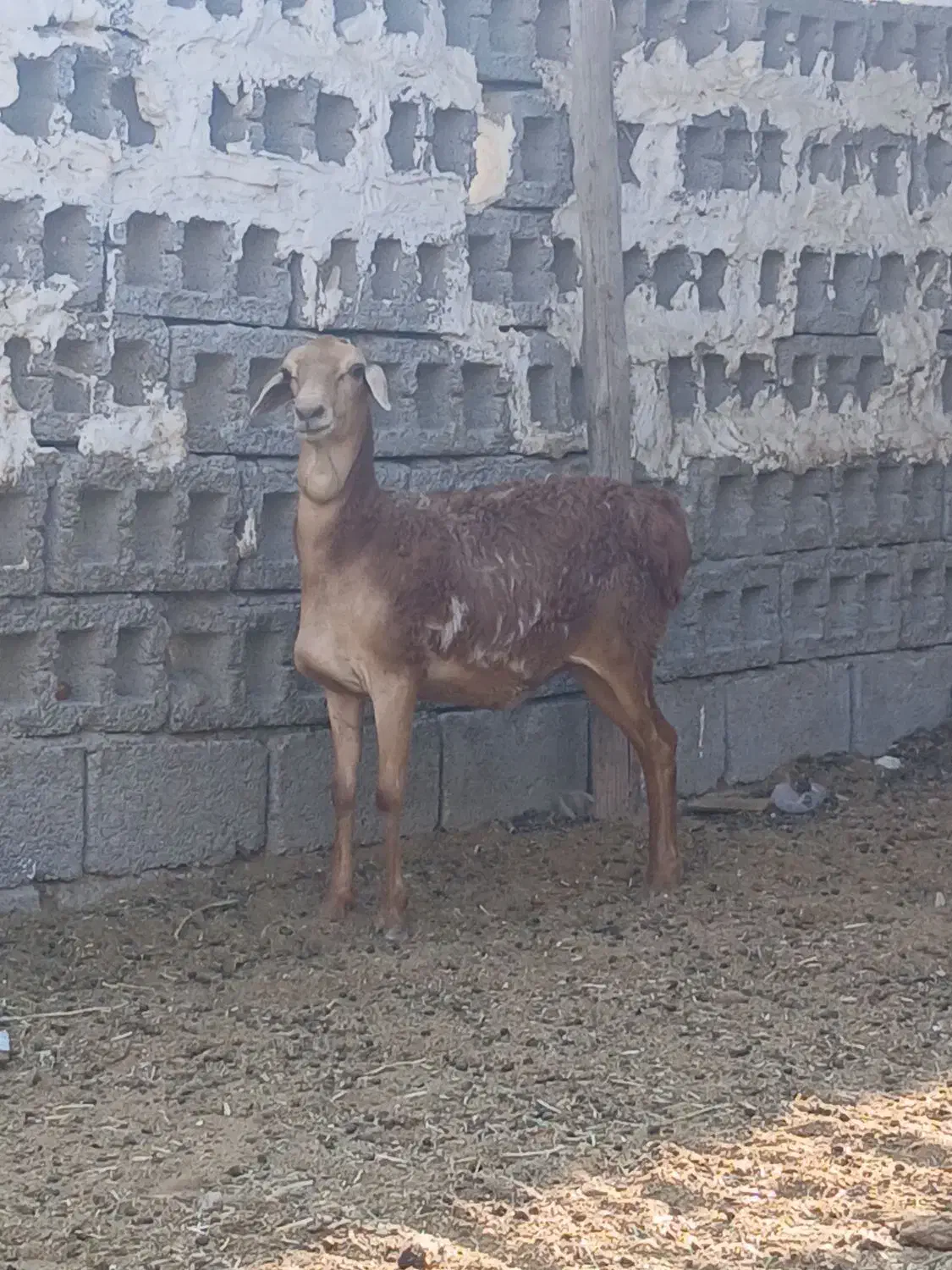 بره برشن سن ۸ماه|حیوانات مزرعه|مهران (هرمزگان), |دیوار