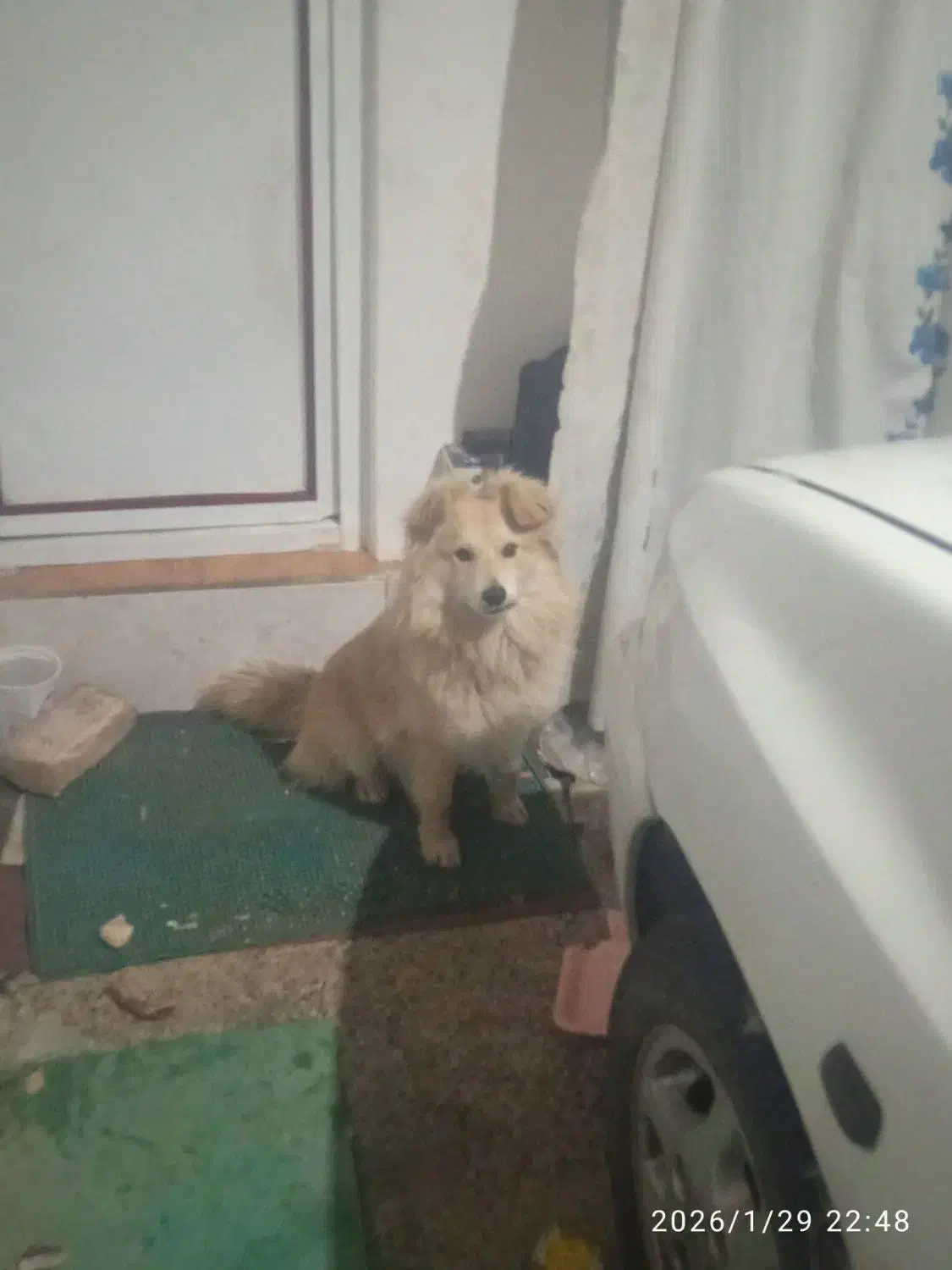 سگ پامرین|سگ|ابهر, |دیوار