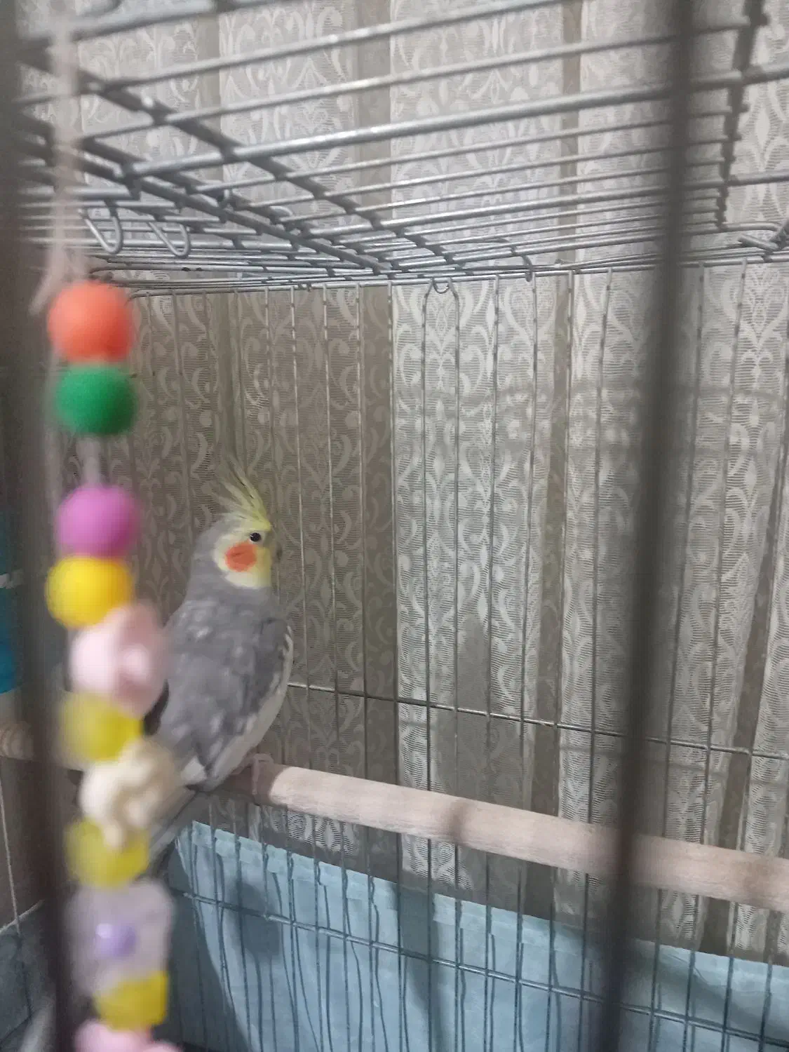 پرنده|پرنده|رباطکریم, رباطکریم|دیوار