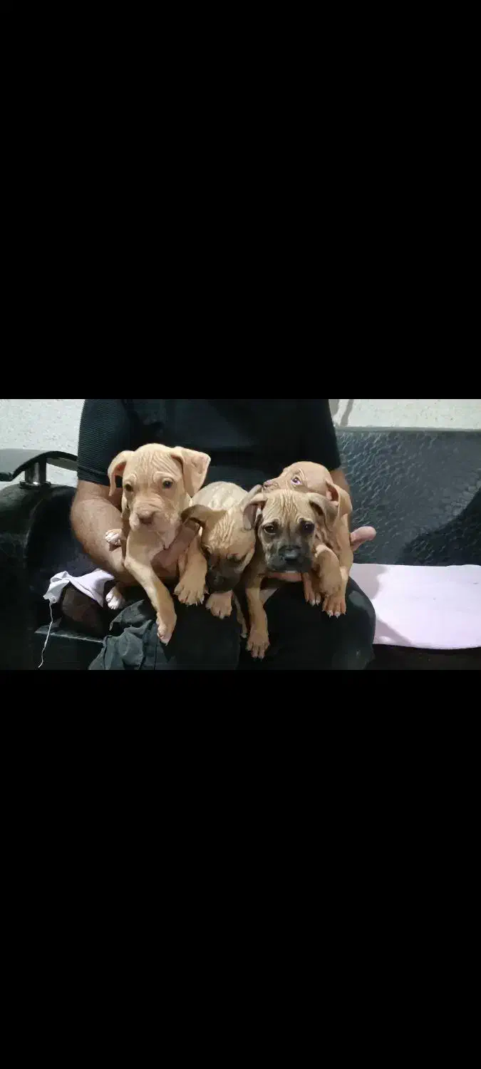 توله پیت بول رد نویز و بلک نویز|سگ|تهران, خانیآباد|دیوار