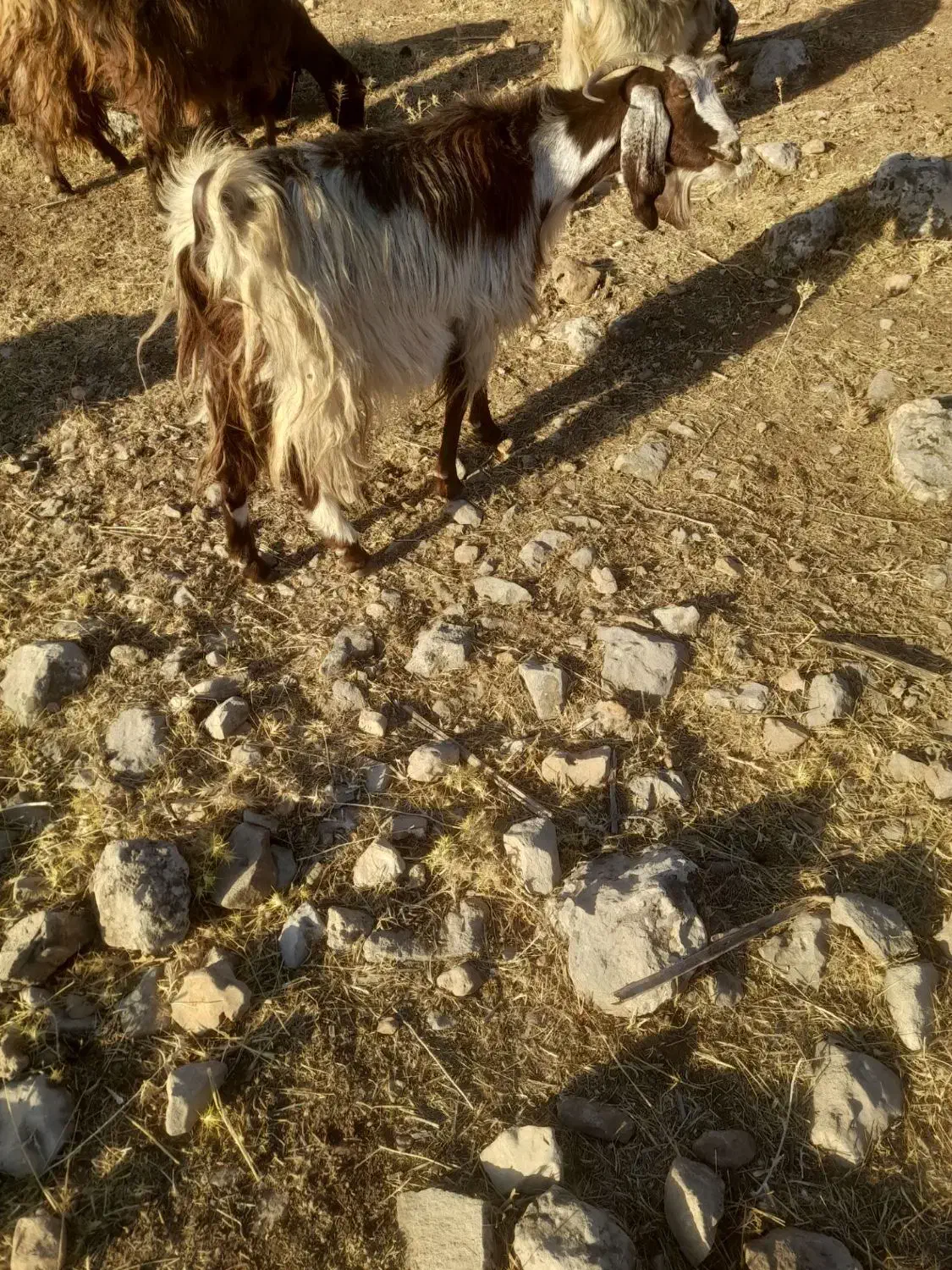 بز  کوردی|حیوانات مزرعه|کارزان, |دیوار