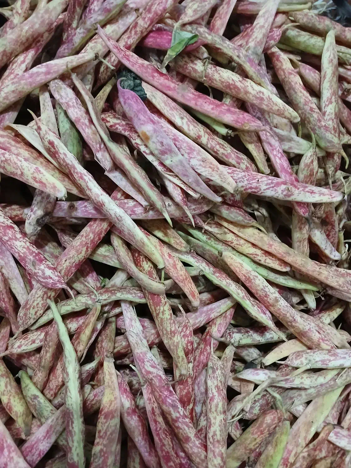 لوبیا تازه چین ودرشت|خوردنی و آشامیدنی|کلاچای, |دیوار