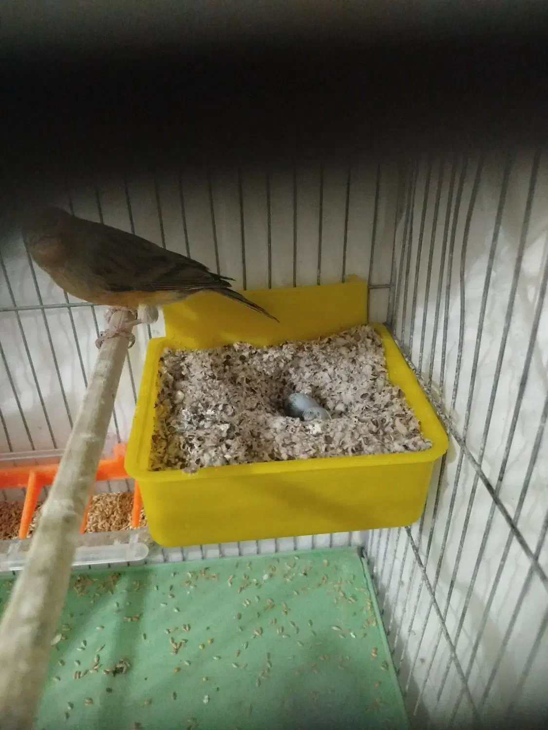 آماده به شرط|پرنده|تبریز, |دیوار