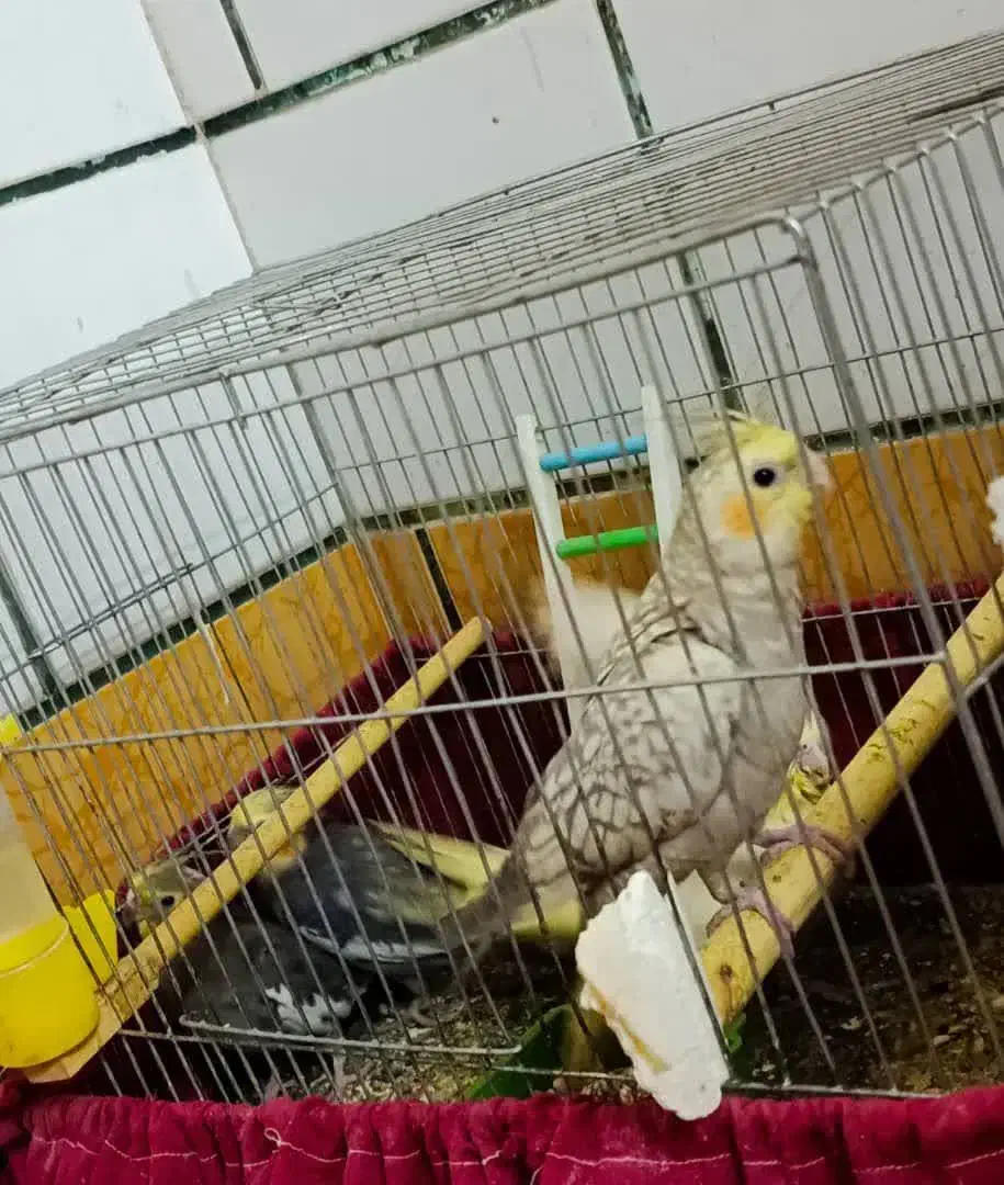 عروس لوتینیو گل باغالی سینامون نروماده|پرنده|اهواز, فتح|دیوار