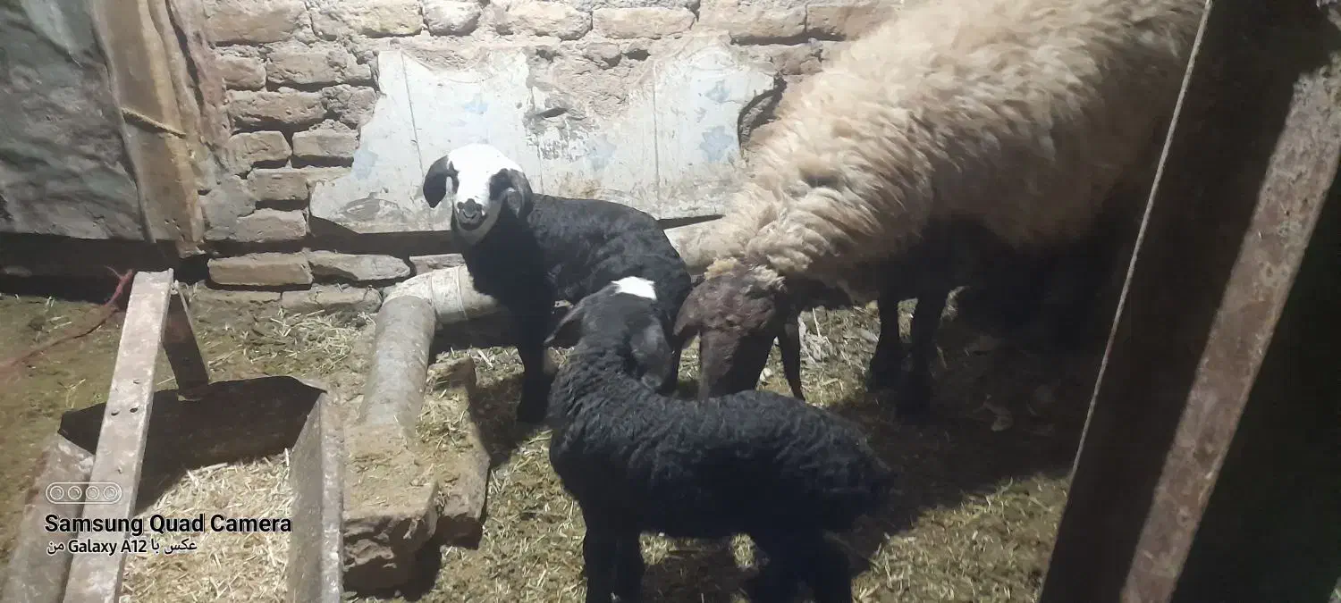 یکعددمیش دوقلو زا بادوبره نروماه شال هترو|حیوانات مزرعه|باخزر, |دیوار