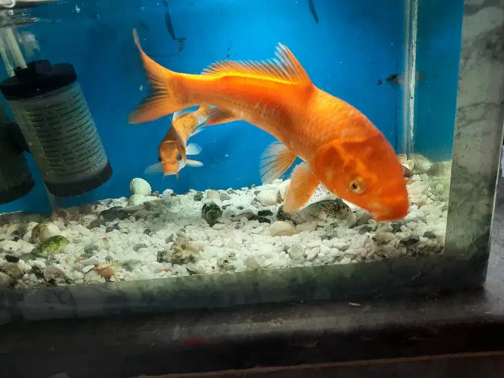 ماهی کوی بزرگ و کوچک|ماهی|مرودشت, بیست متری بیمارستان|دیوار