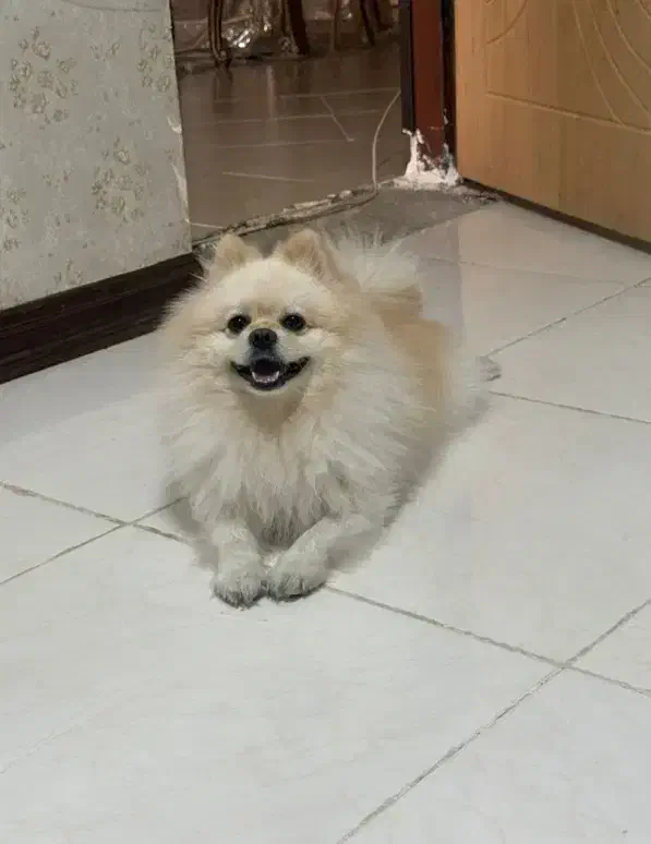 سگ پامر نر|سگ|خمینیشهر, |دیوار