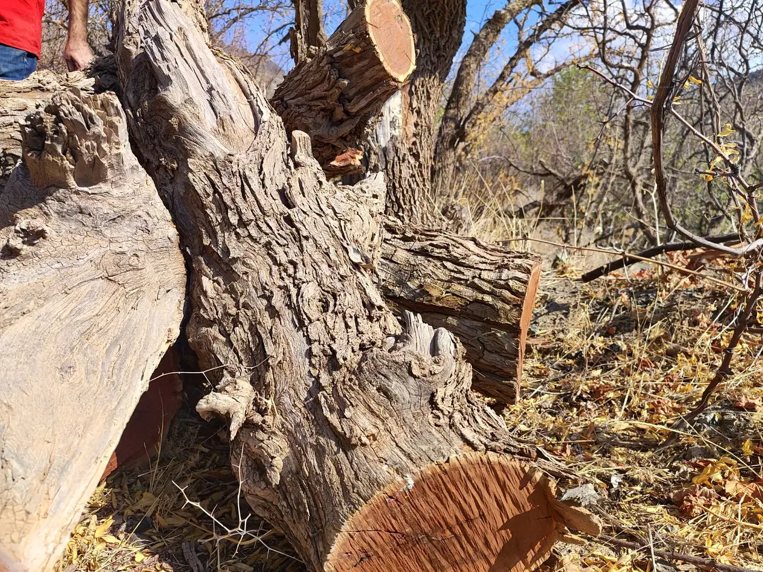 فروش چوب عناب|خدمات باغبانی و درختکاری|بیرجند, |دیوار