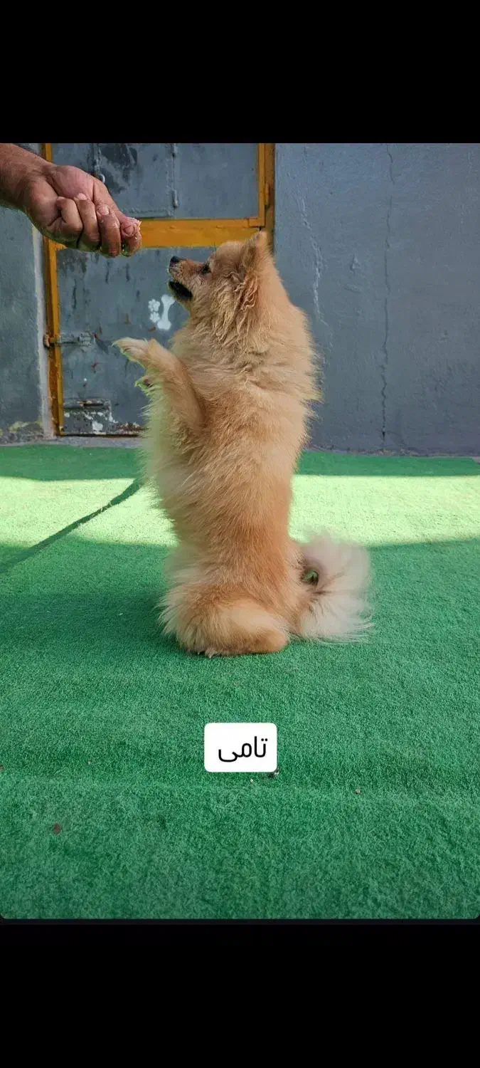 مربی واموزش سگ گارد واپارتمانی|خدمات آموزشی|شیراز, میانرود|دیوار