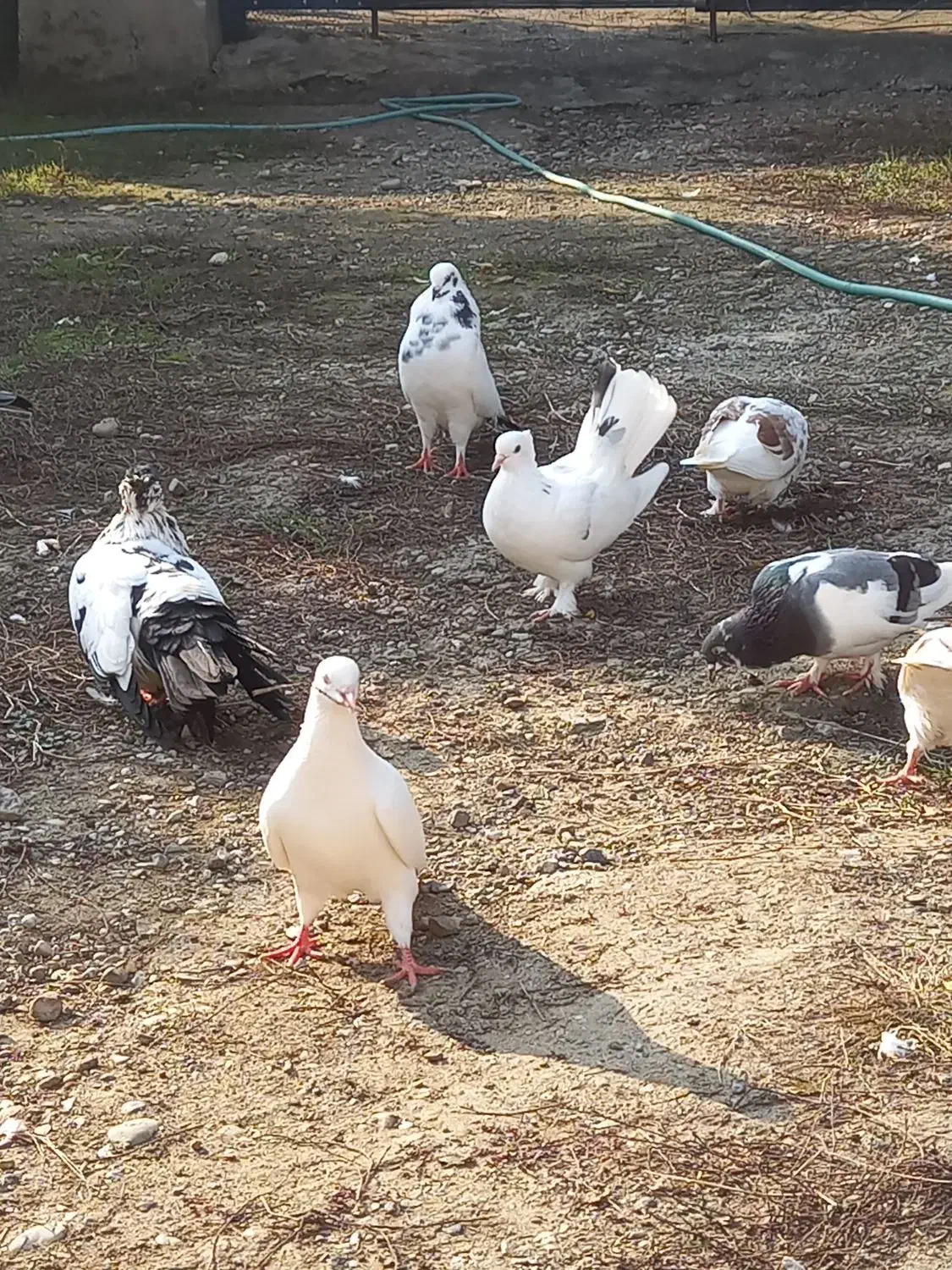 فروش کبوتر|پرنده|تنکابن, |دیوار