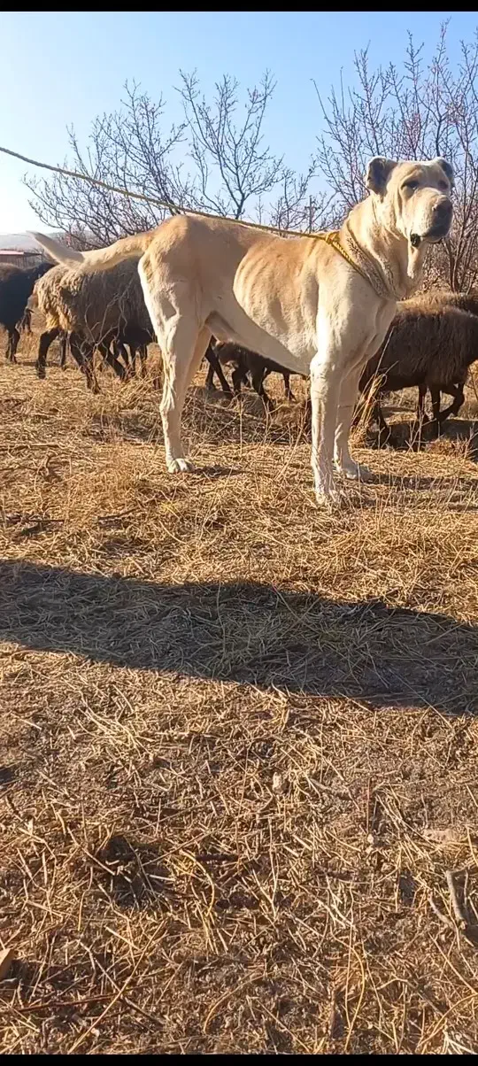 سرابی ۳ساله|سگ|آبگرم, |دیوار