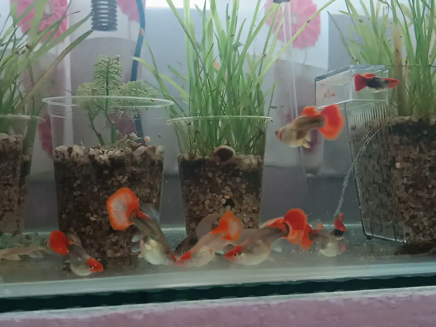 گوپی کوی|ماهی|فردیس, فردیس|دیوار