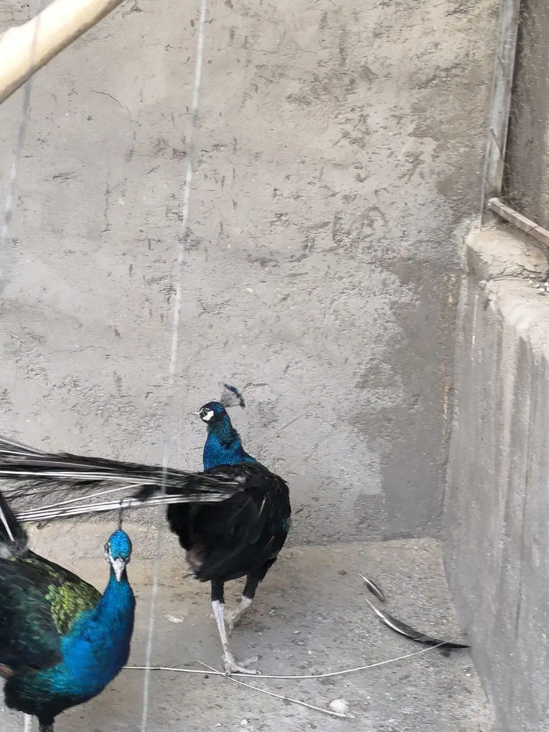 طاووس مصری هندی ابلغ و ویولت|پرنده|سیرجان, |دیوار