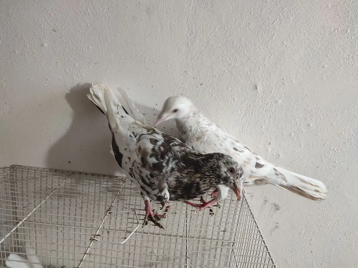 کبوتر سار|پرنده|گرگان, |دیوار